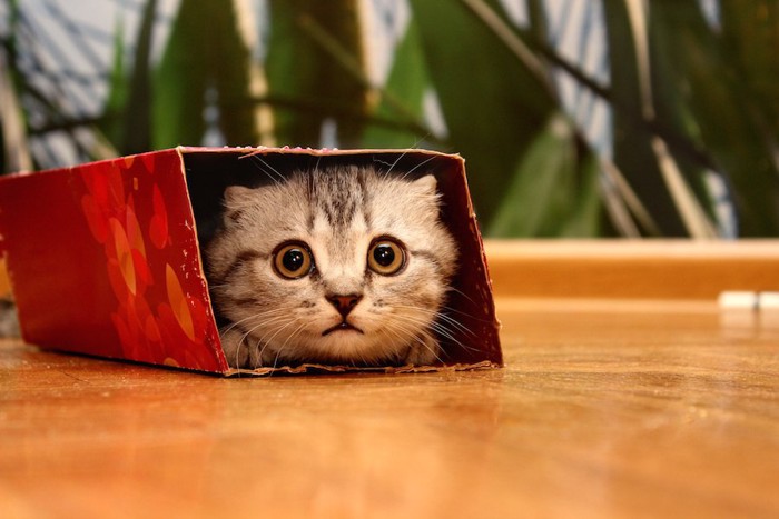 箱に隠れているまん丸な瞳の子猫