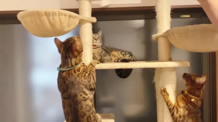 キャットタワーにいる3匹の猫