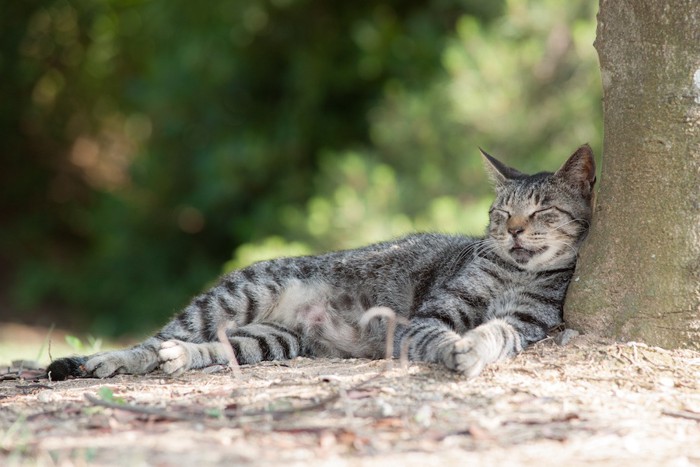木の横で眠るサバトラ猫