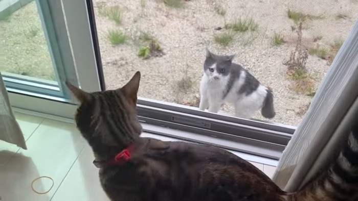 赤い首輪の猫と威嚇する猫