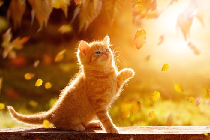 秋の落ち葉が舞う中で遊ぶ子猫
