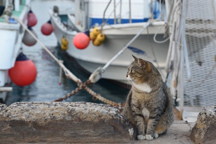 港にたたずむ猫