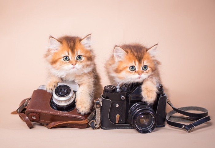カメラと2匹の子猫