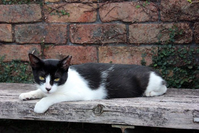 ベンチでくつろぐ白黒の猫