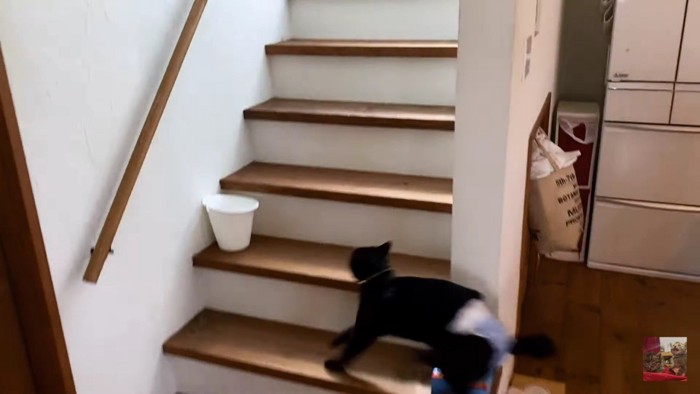 階段にダッシュする黒猫