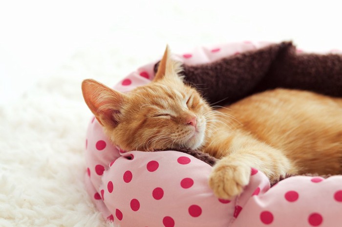 水玉の猫ベッドで寝ている猫