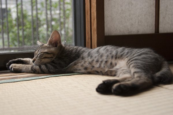 畳で寝る猫
