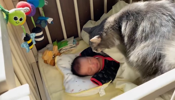 ベッドの中で赤ちゃんの匂いを嗅ぐ猫