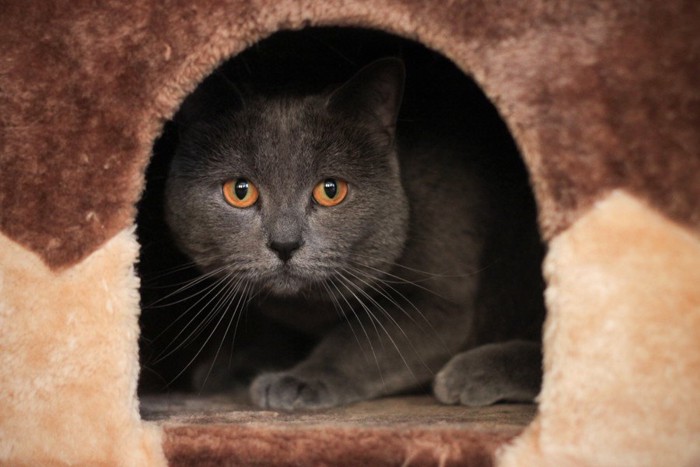 ドームに隠れるグレー猫