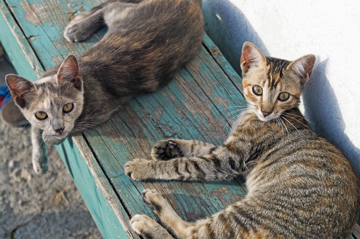 ベンチの上にいる二匹の猫