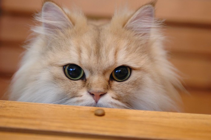 テーブルの上に置かれたおやつと大きな瞳の猫