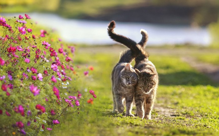 花畑の横を通る猫のカップル