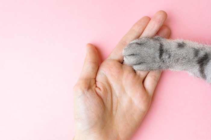 人間と猫の手