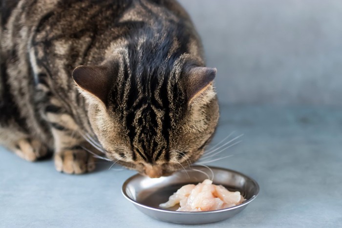 猫と鶏肉