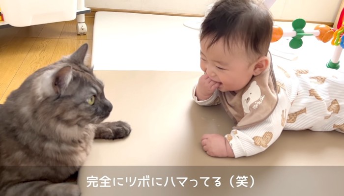 猫を見て笑っている赤ちゃん