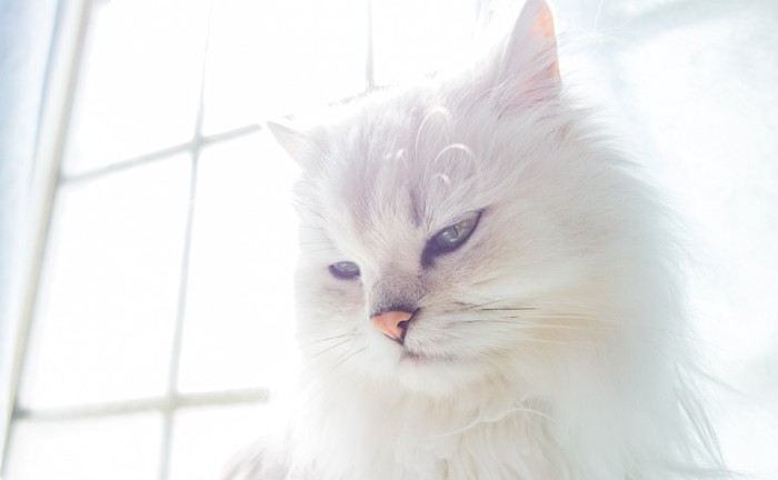 窓辺で日なたぼっこする白猫
