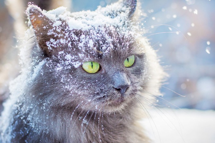 雪を被る猫