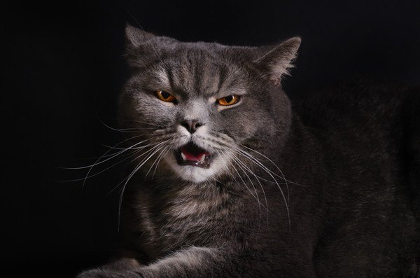 猫と怒り