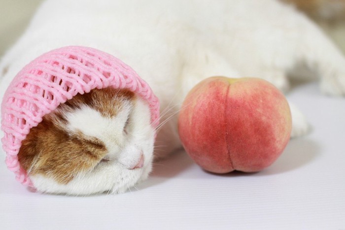 桃と桃のネットを被った猫