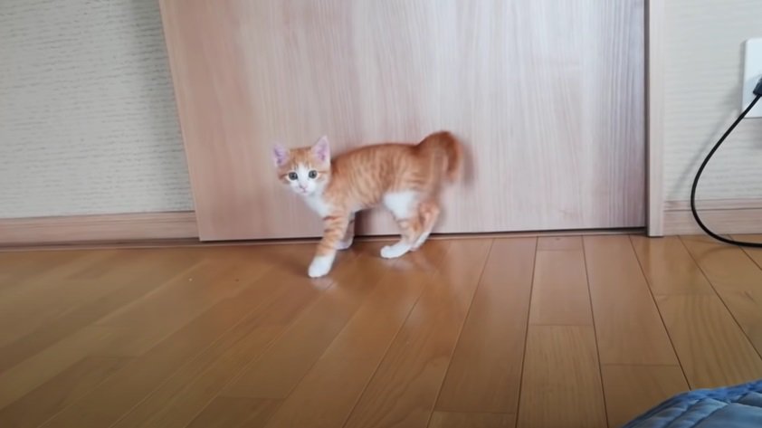 ドアの前に立つ1匹の子猫
