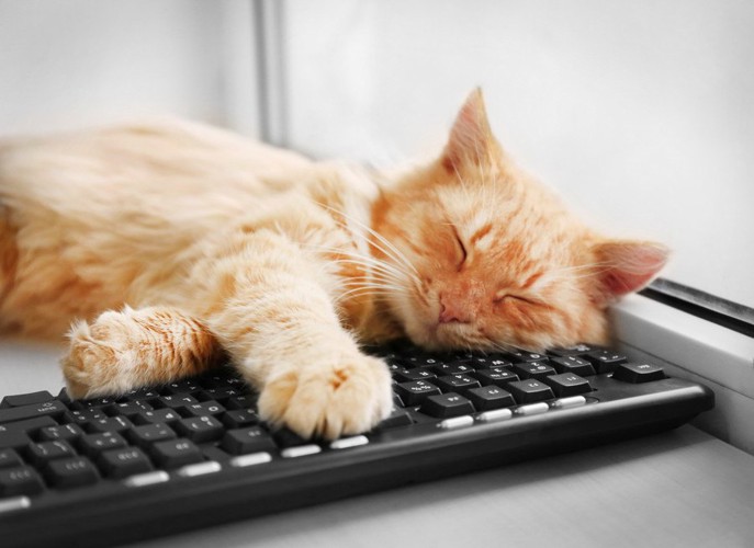 パソコンの上で眠る猫