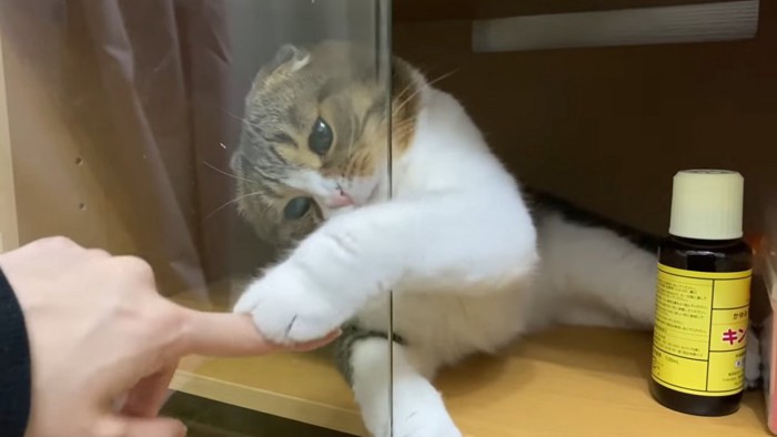 人の指に触る猫