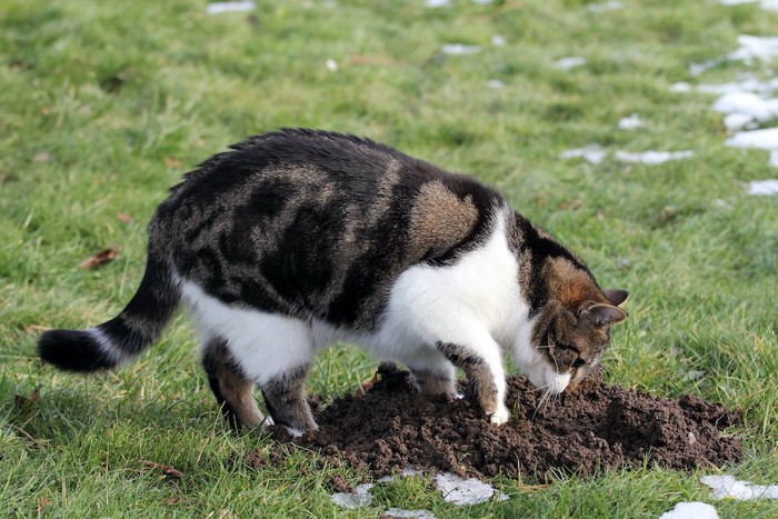 地面に穴を掘っている猫
