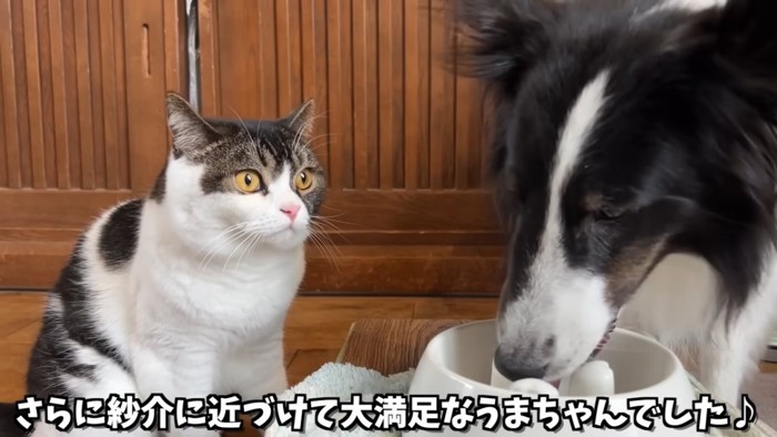 犬の隣に座る猫