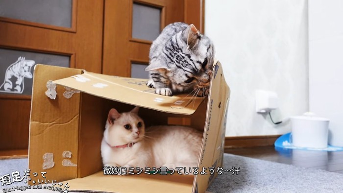 箱の上に乗る猫と中にいる白猫