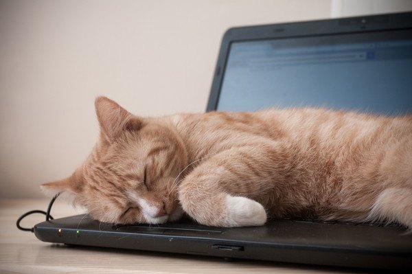 パソコンの上で寝る猫