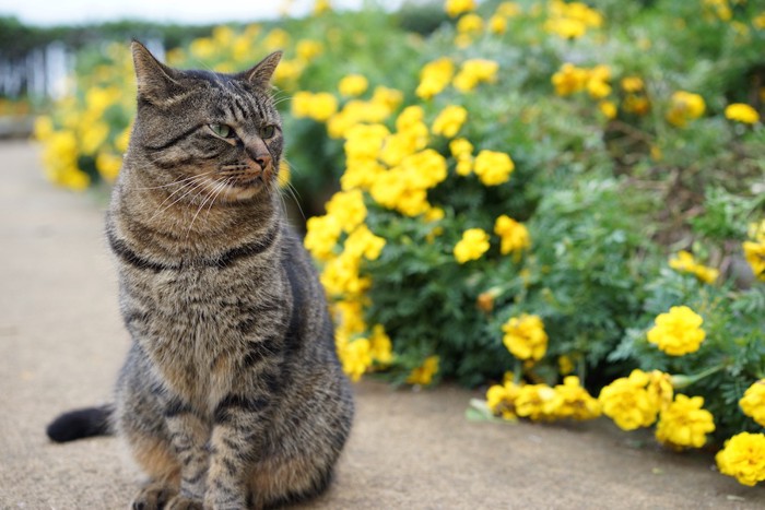 花の横に座るキジトラ猫
