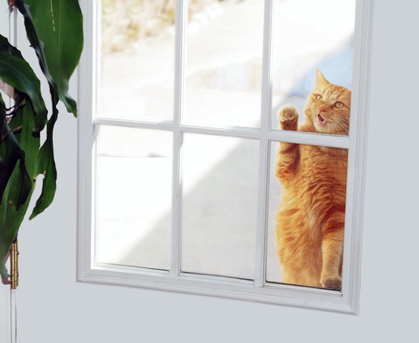 ドアを開けてほしくて鳴く猫