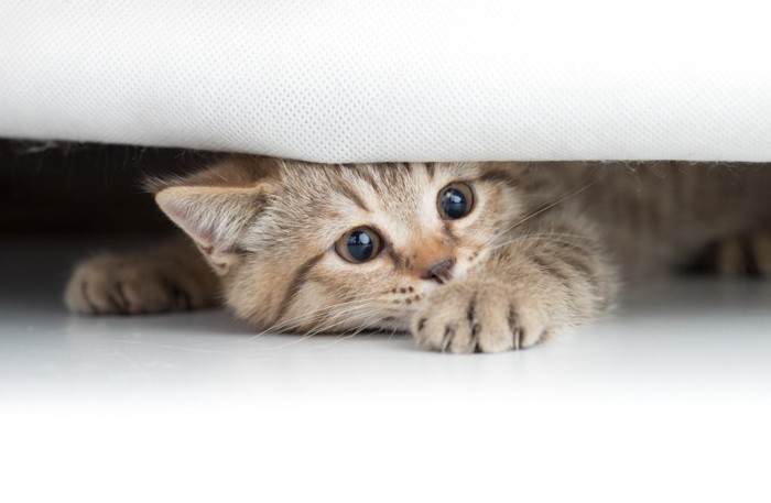 ソファーの下に隠れる猫