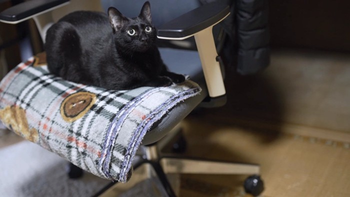 椅子に座る黒猫