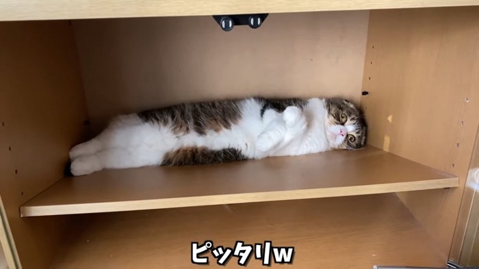 まっすぐ横になる猫