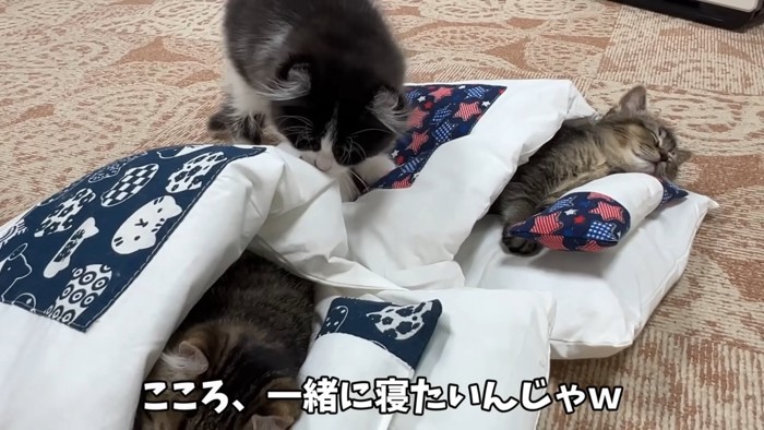 寝ている猫と布団に乗る猫