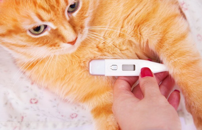 体温を計る猫