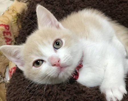薄い茶色と白の毛色のブリティッシュショートヘアの子猫