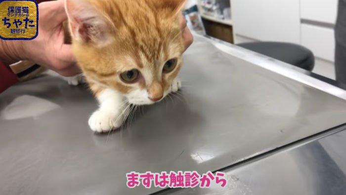 獣医師の触診を受けるマンチカンの子猫