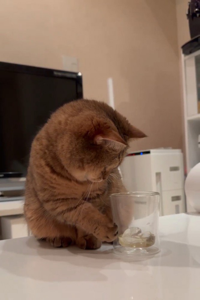 グラスを横にずらす猫
