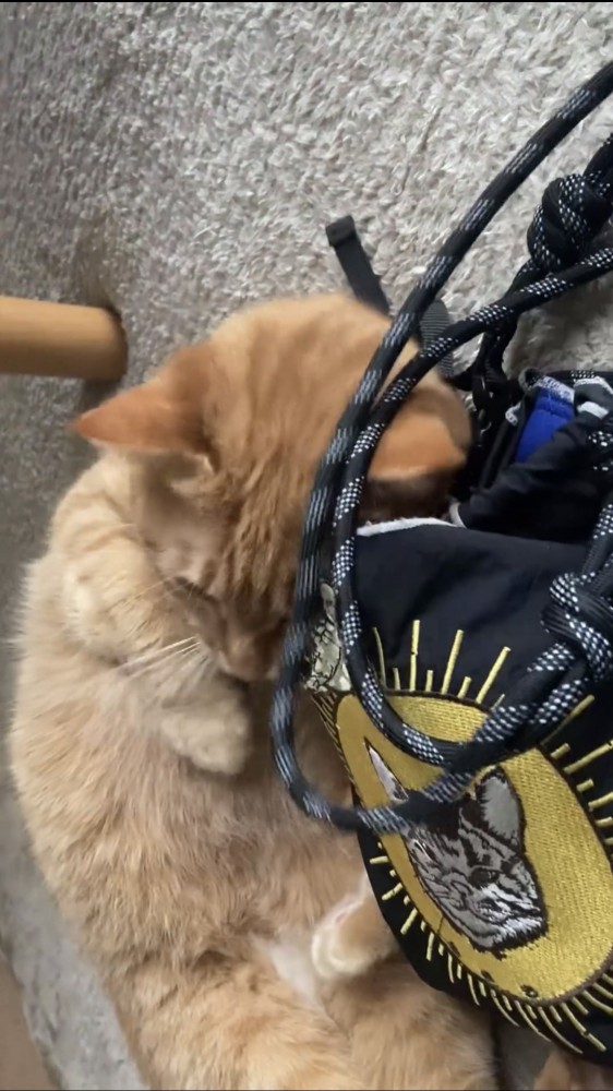 バッグに身体を擦り付ける猫