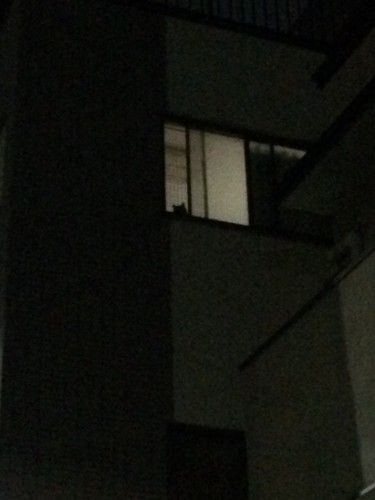 窓からのぞく猫の影