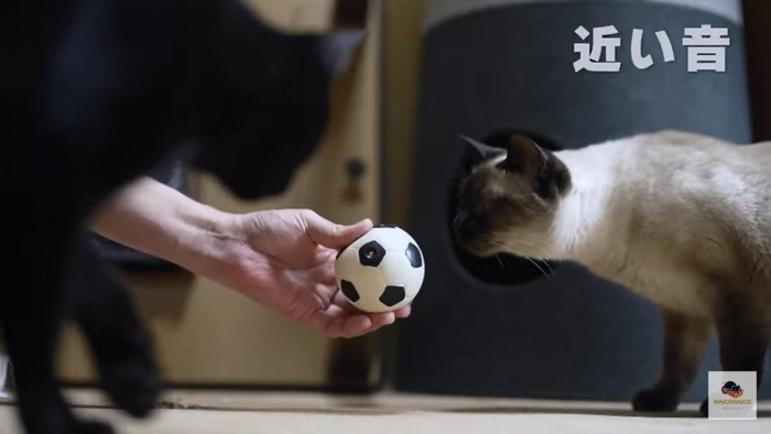 ボールに興味を示すシャム猫