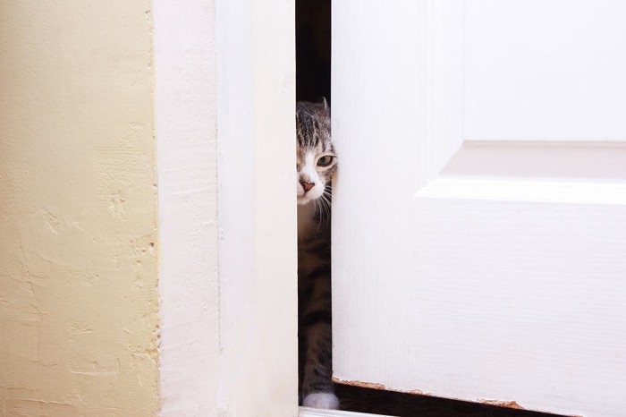 ドアの隙間から顔を出して様子をうかがう猫