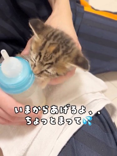 哺乳瓶にしがみつく子猫