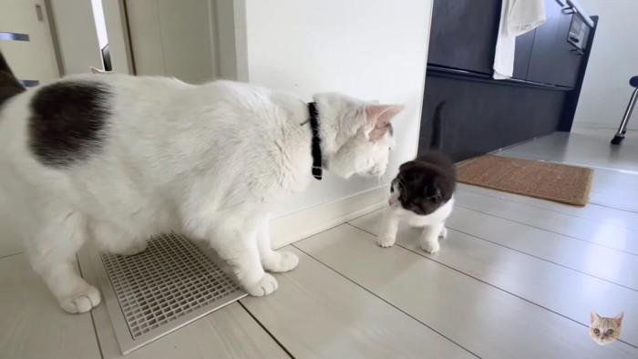 おおきい白猫VS子猫