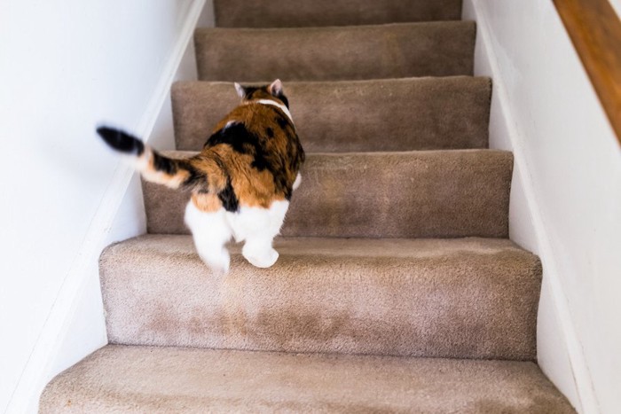 階段を逃げる猫