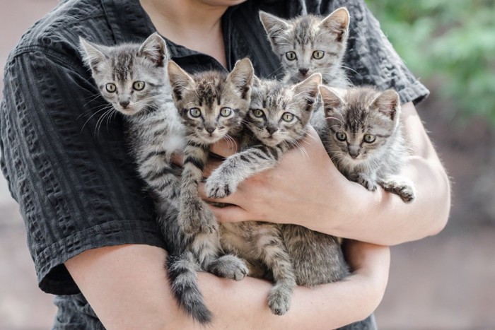 たくさんの子猫を抱っこする人