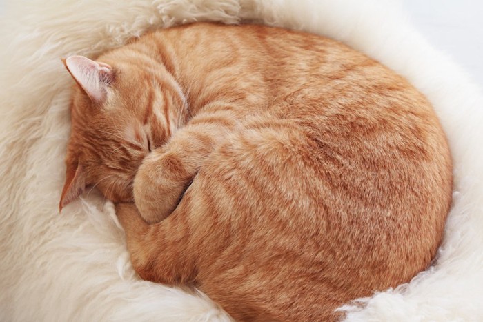 布団の上で丸まって眠る猫