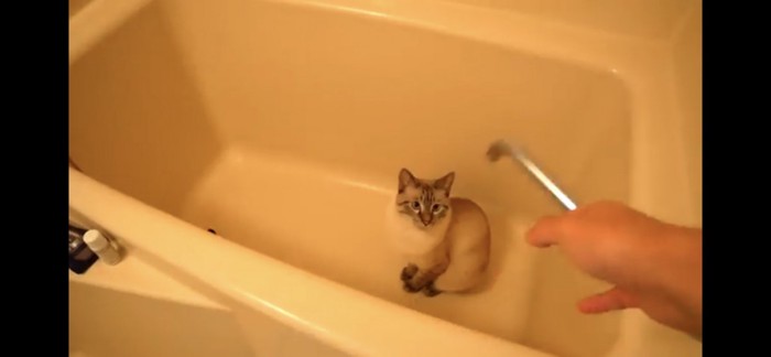 お風呂場にいる猫
